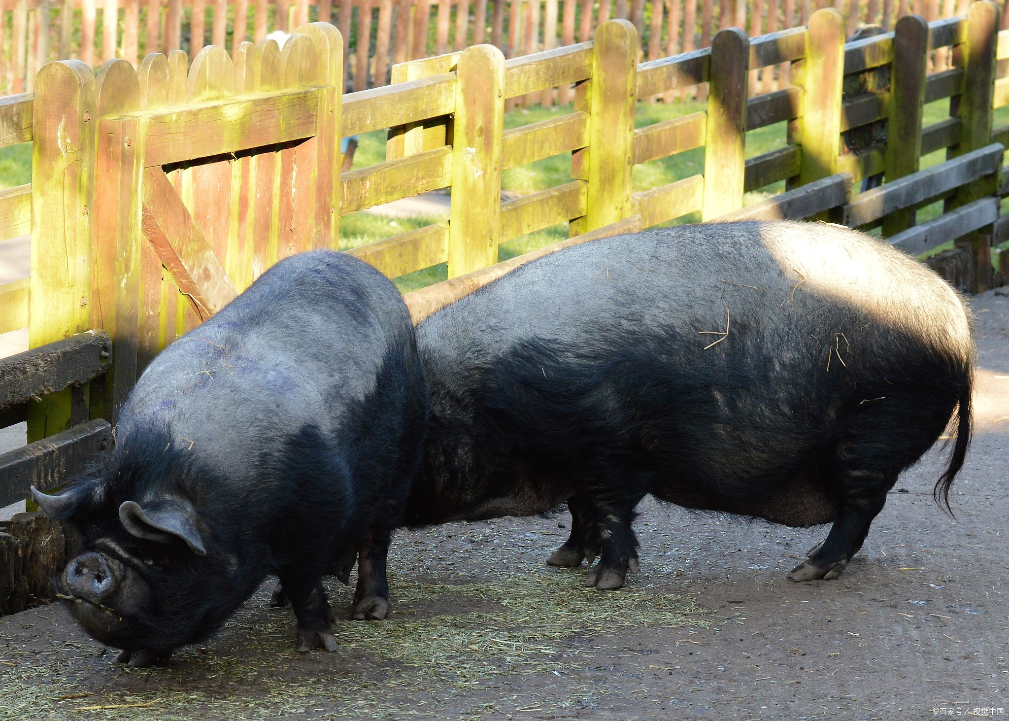 海南十大特产排行榜,海南福山咖啡原味特调冻干粉