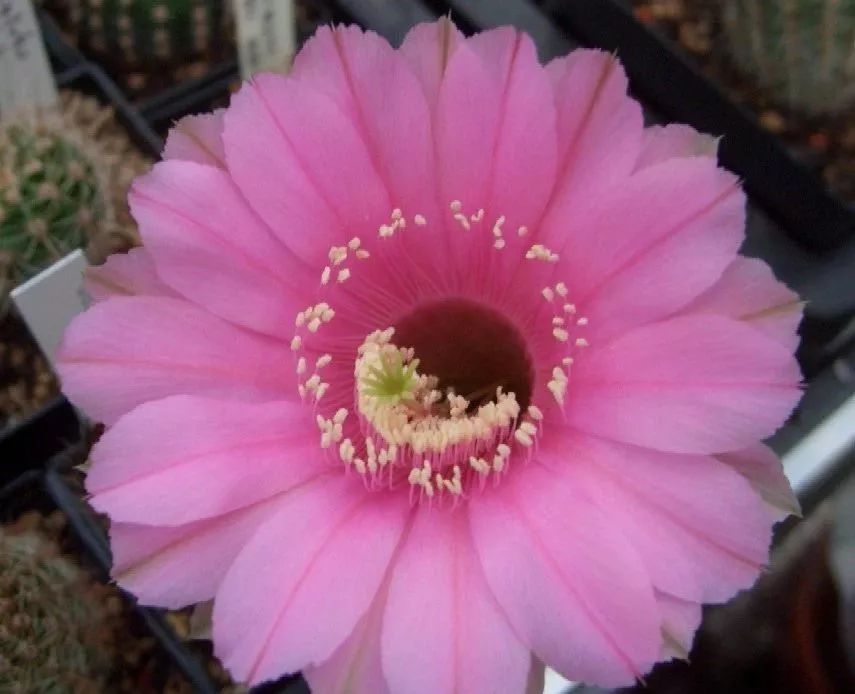 200种·仙人球开花图鉴，大开眼界，美到爆