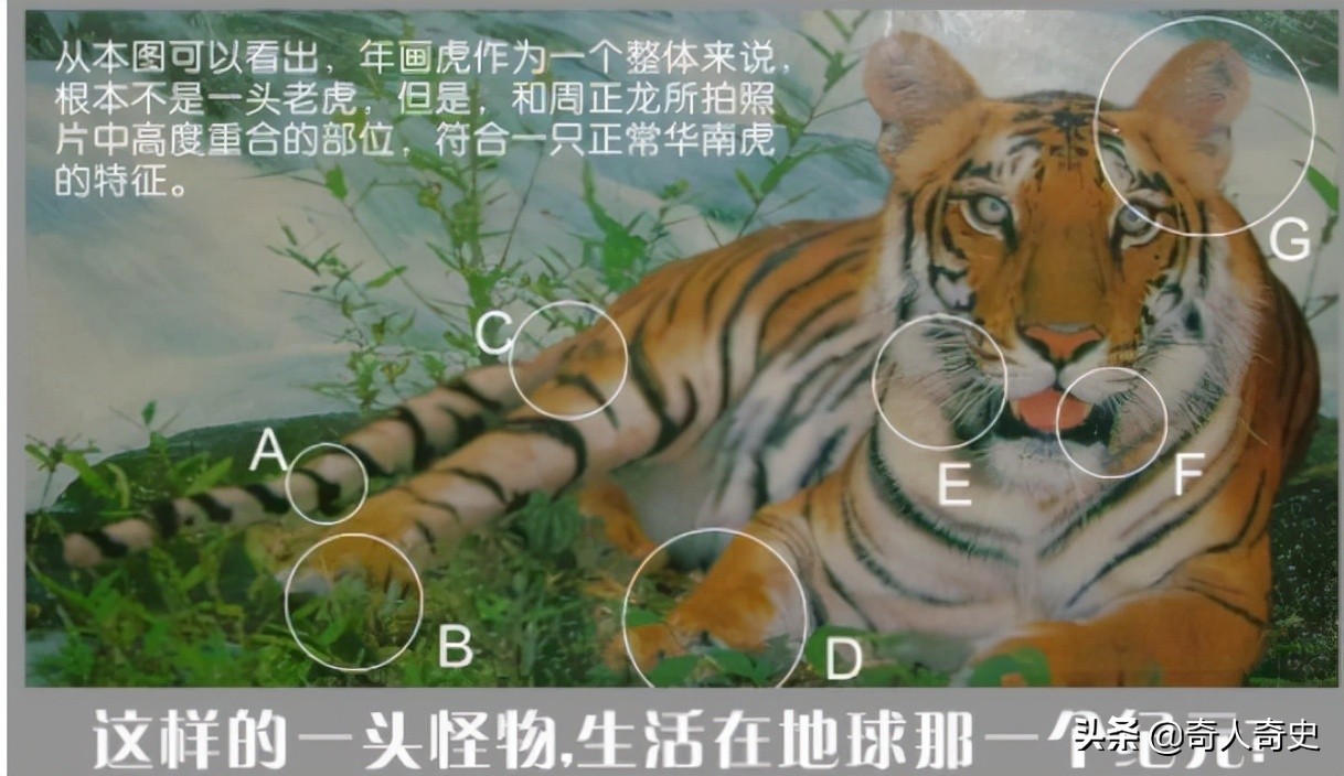 周正龙东北虎造假事件,周正龙养蜂致富