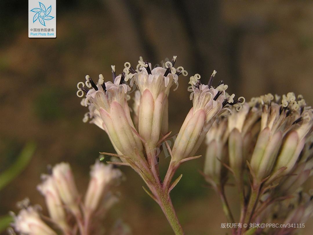 Nice兔meetyou,“属兔”的植物你知道多少?