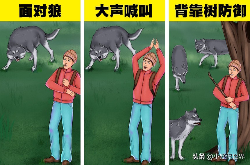 盘点8种面对动物的生存技巧,救命小技巧