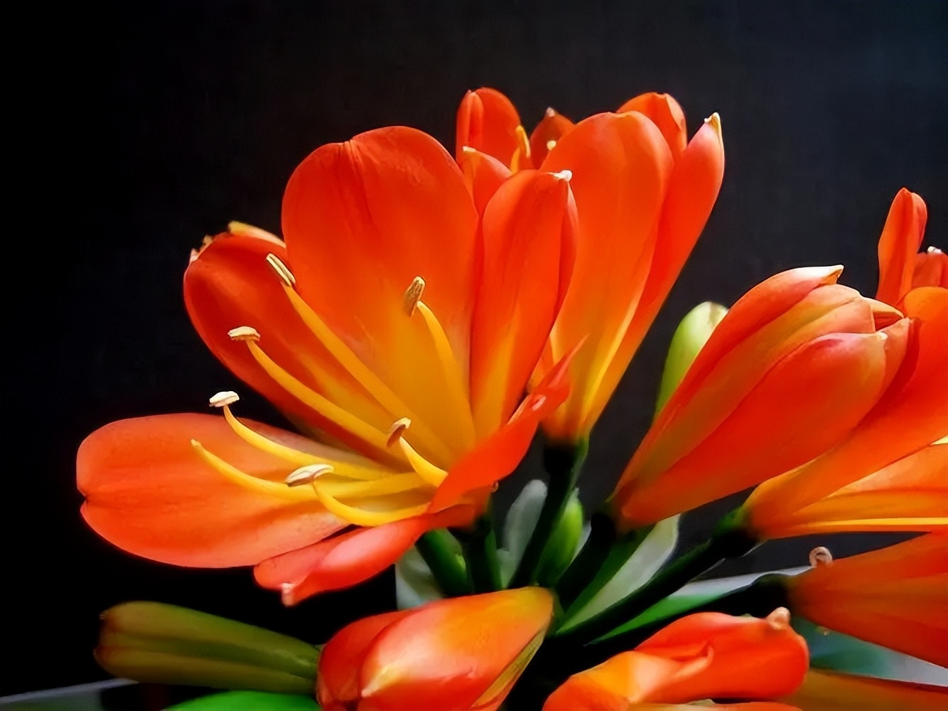 母亲节送什么鲜花康乃馨图片,母亲节送什么花比较合适康乃馨