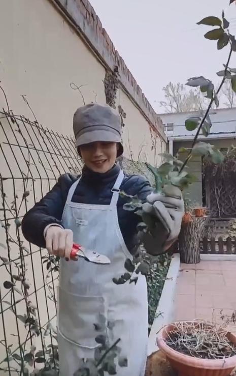 徐俐：变身农村大妈，对小花园进行冬季“修剪施肥保温”养护管理