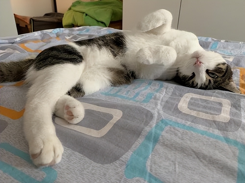 跟猫睡有什么好处有什么坏处,养猫到底该不该和猫一起睡