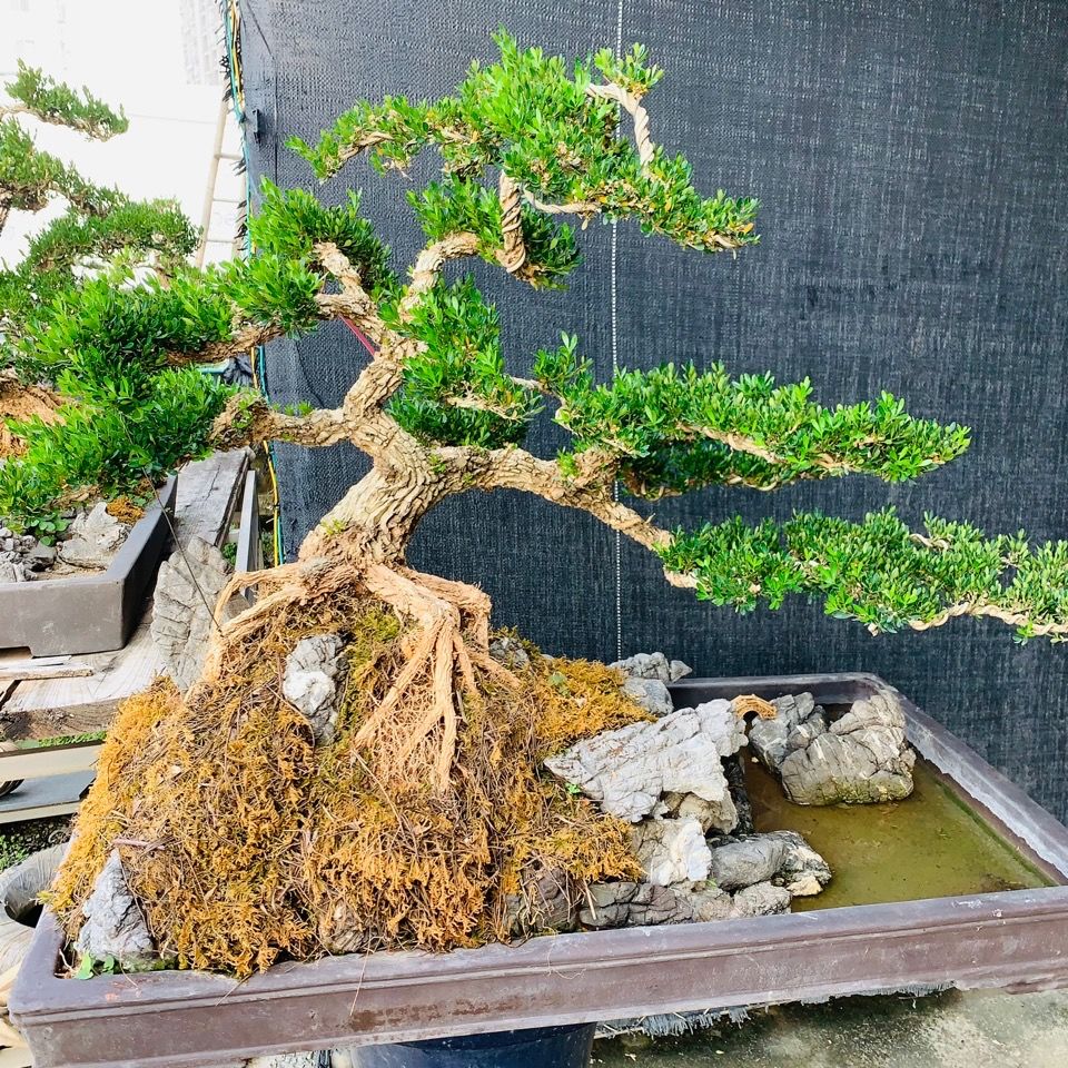 家有三树十宅九富是真的吗,家里有大树十有九富