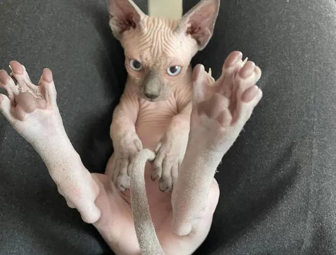 灰色猫咪是什么品种,玳瑁猫咪是什么品种