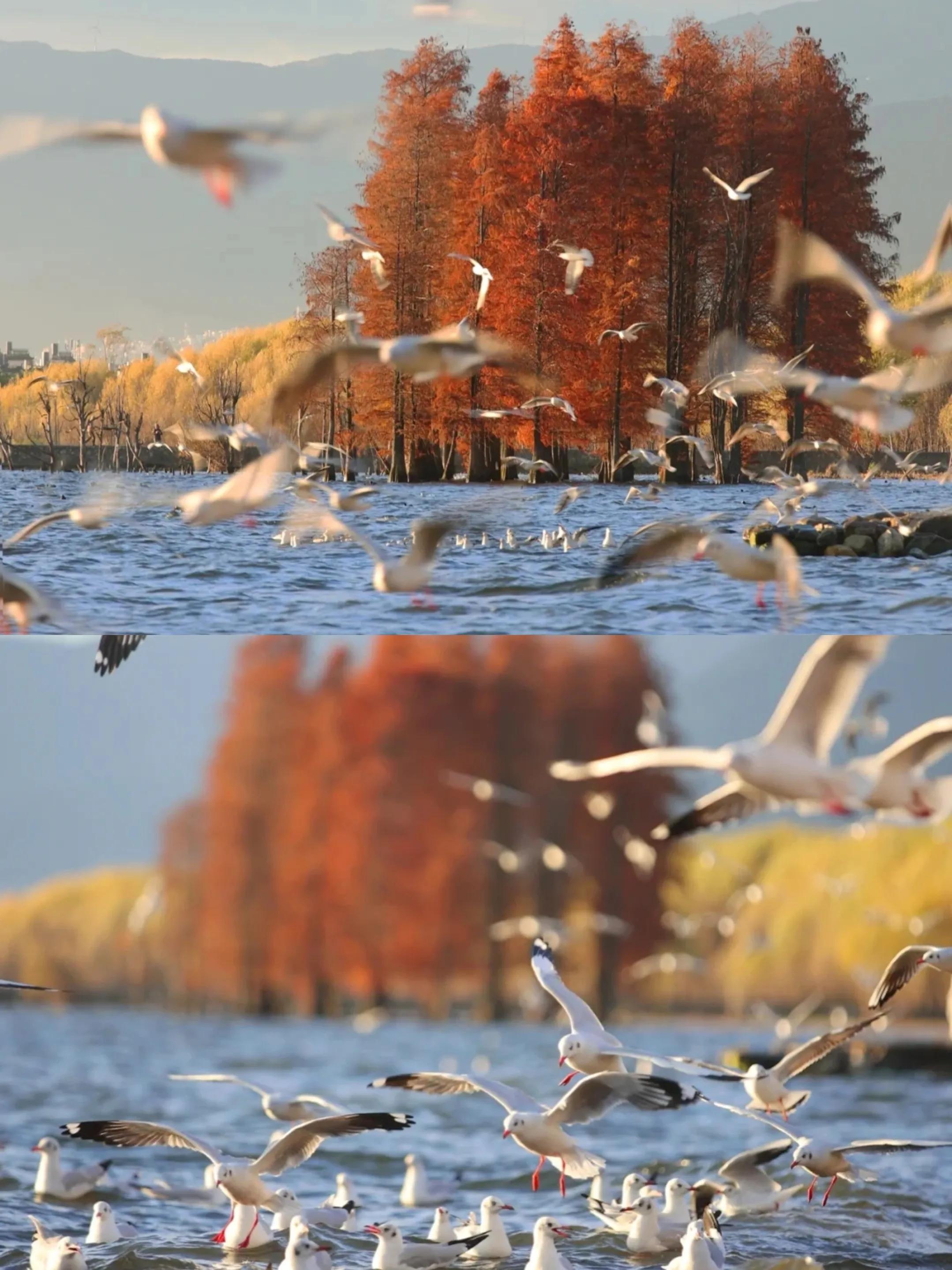 洱海看日出龙龛码头,大理龙龛旅游攻略