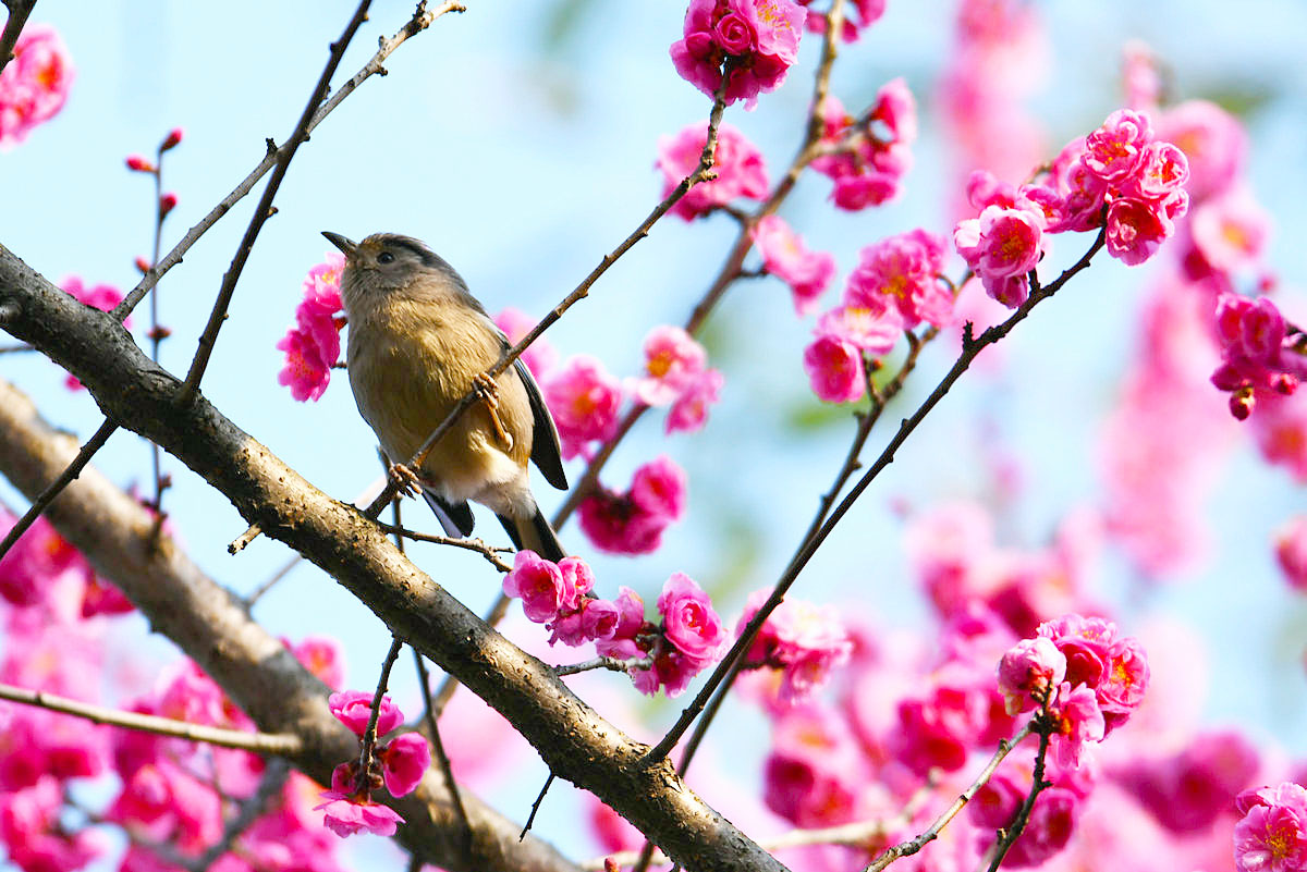 欣赏一篇描写春天的诗词,描写春天的诗句都有哪些