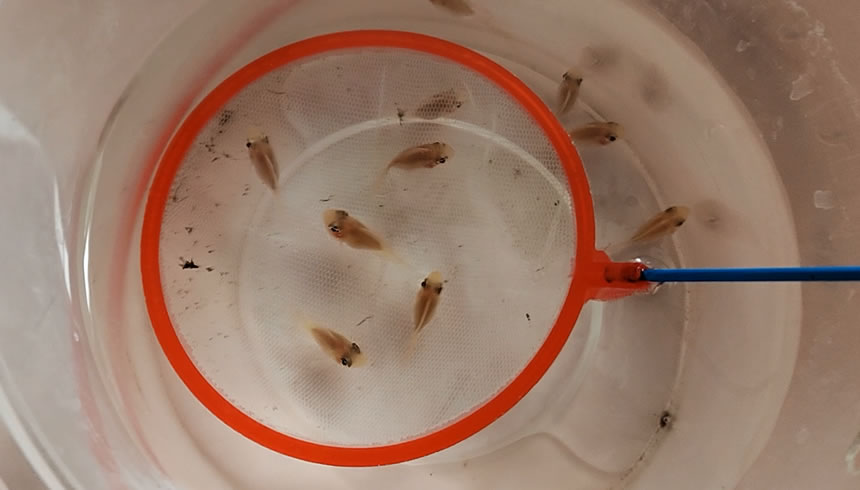 网上买的鱼如何预防死,网购鱼到家躺了怎么救