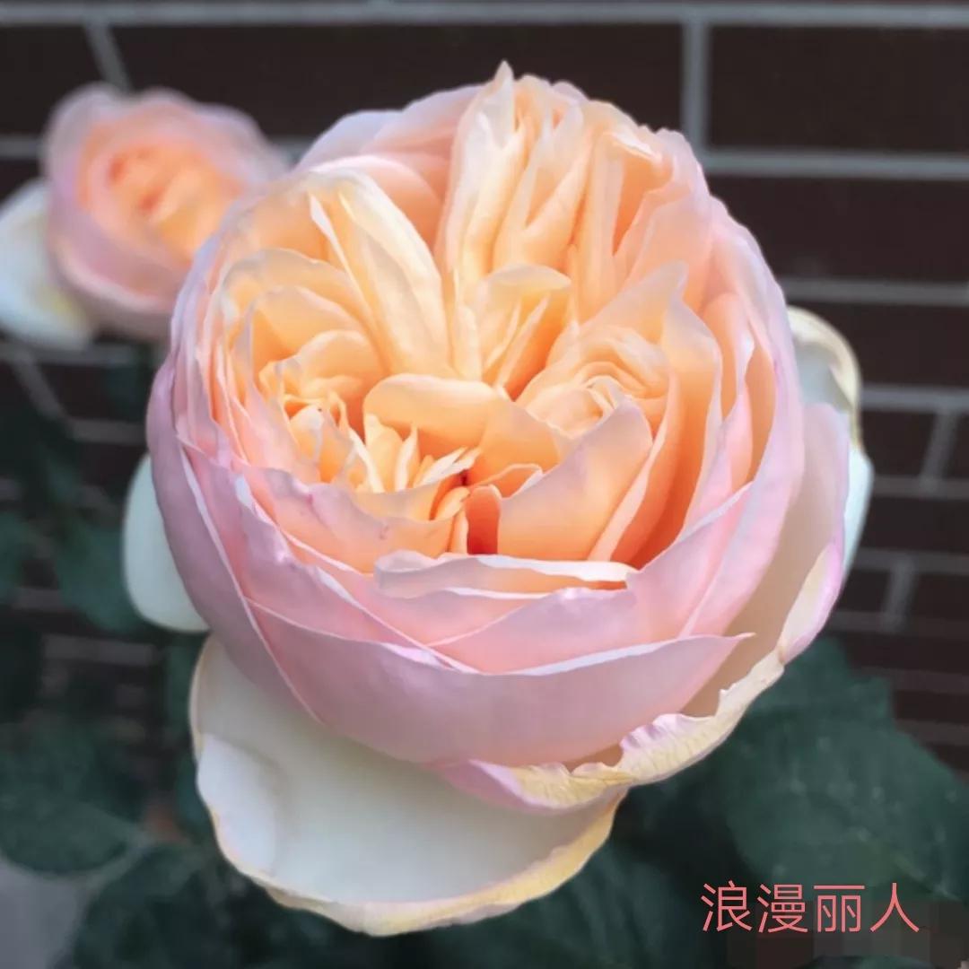 花店卖的切花月季品种,切花月季冬季修剪方法