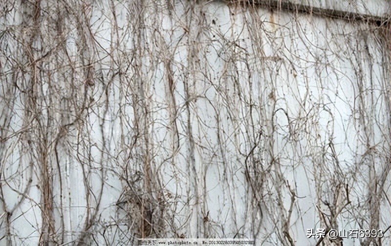 【战友美文】于天松：《爬山虎》（诗）——寓意极丰富哈