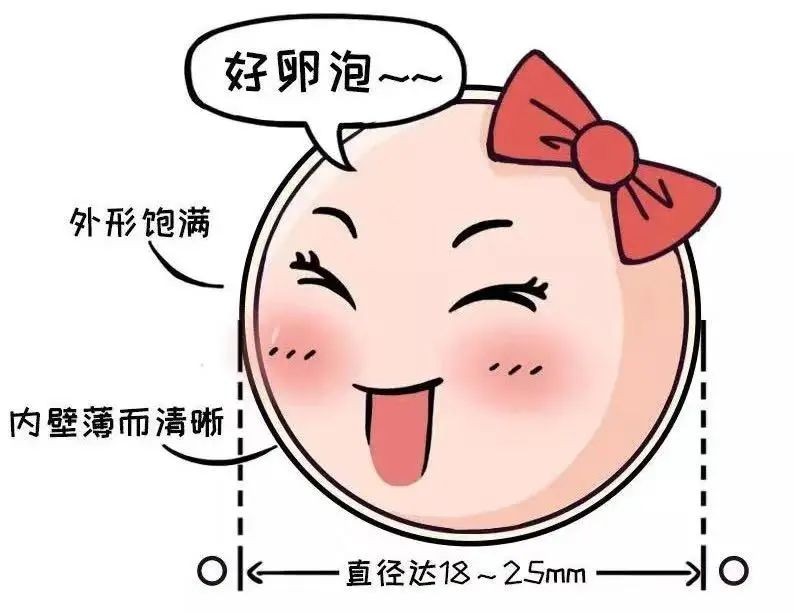 助您好孕——B超监测排卵不可不知道的细节