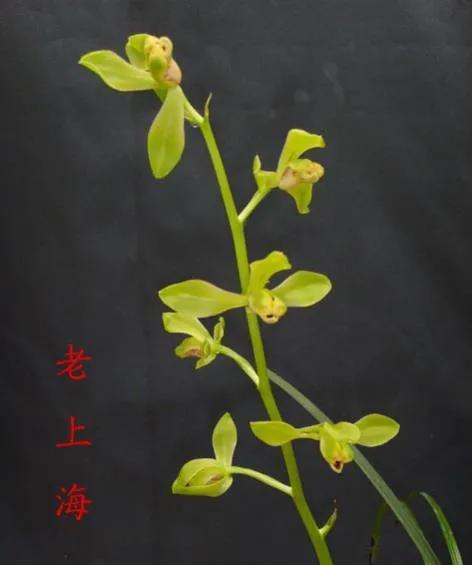 蕙兰老八种图片,蕙兰新八种图片高清