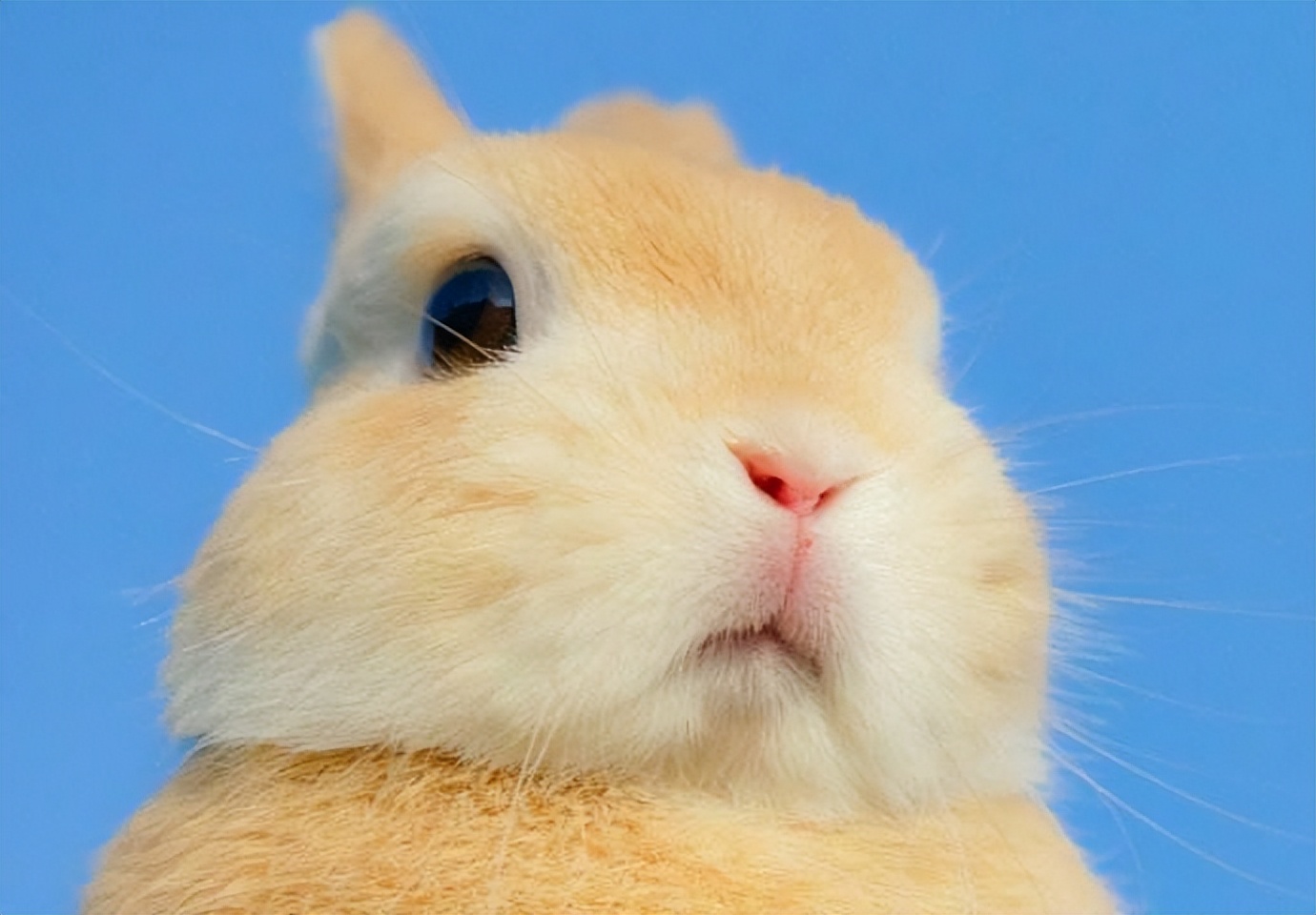 兔子为什么啃东西,兔子爱啃什么