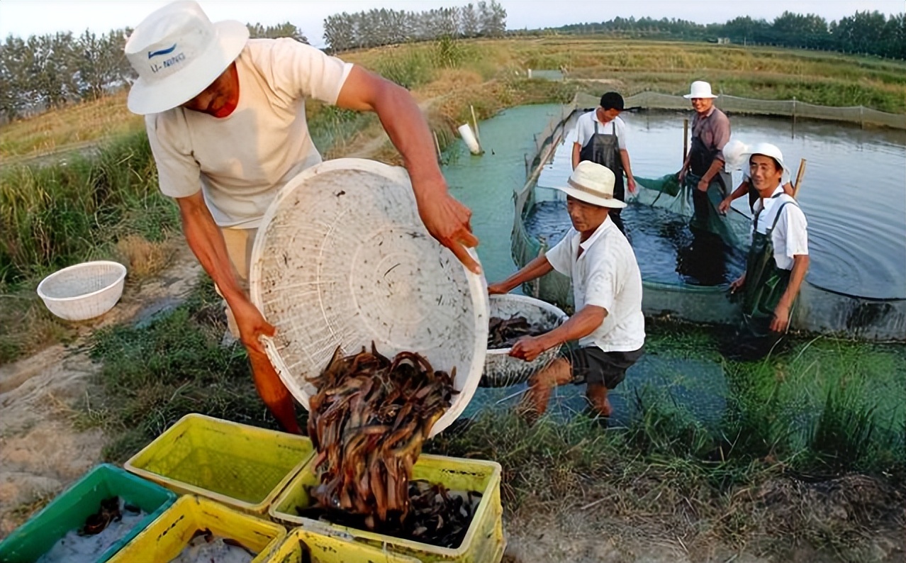 被误解的泥鳅，过去嫌脏拿来喂鸭，现在半斤15元，连内脏也能吃
