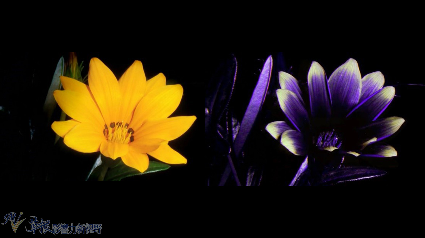 植物比动物厉害,动植物的繁衍方式