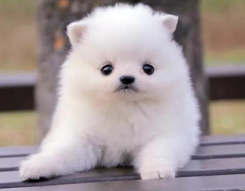 可爱的狗狗叫哆哆,聪明狗狗哆哆