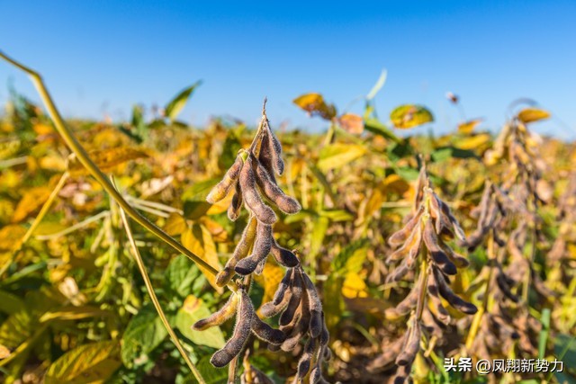 「大豆」掉价中，价格已更新2022·12·6