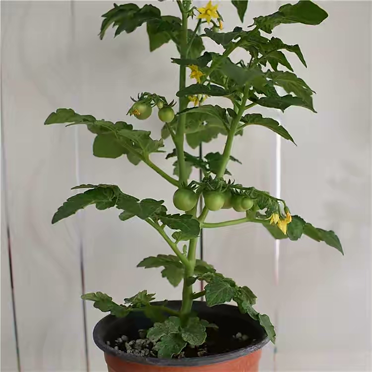 阳台种菜的方法和技巧大全集,阳台种菜室内种菜