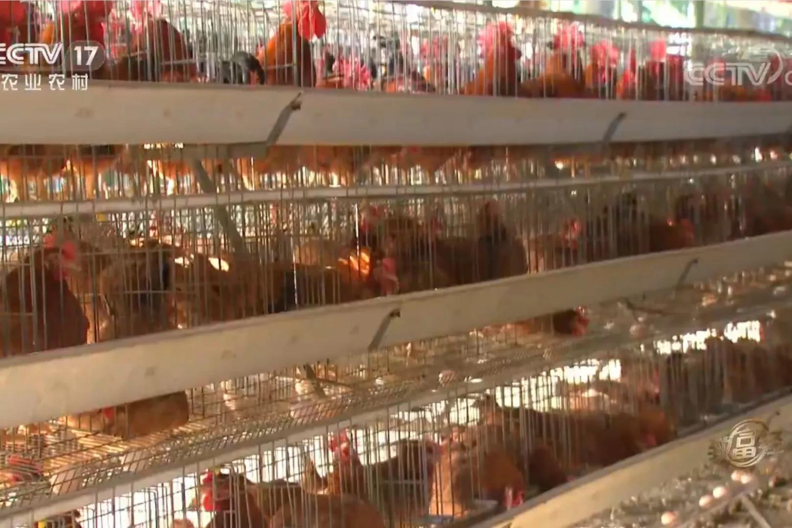 男子承包600多亩玉米血本无归,33岁男子承包900亩荒山