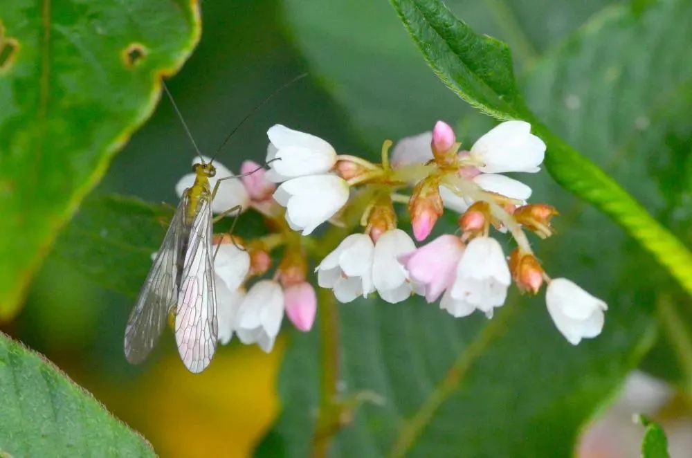 昆明七彩云南怎么样,七彩云南避暑家园