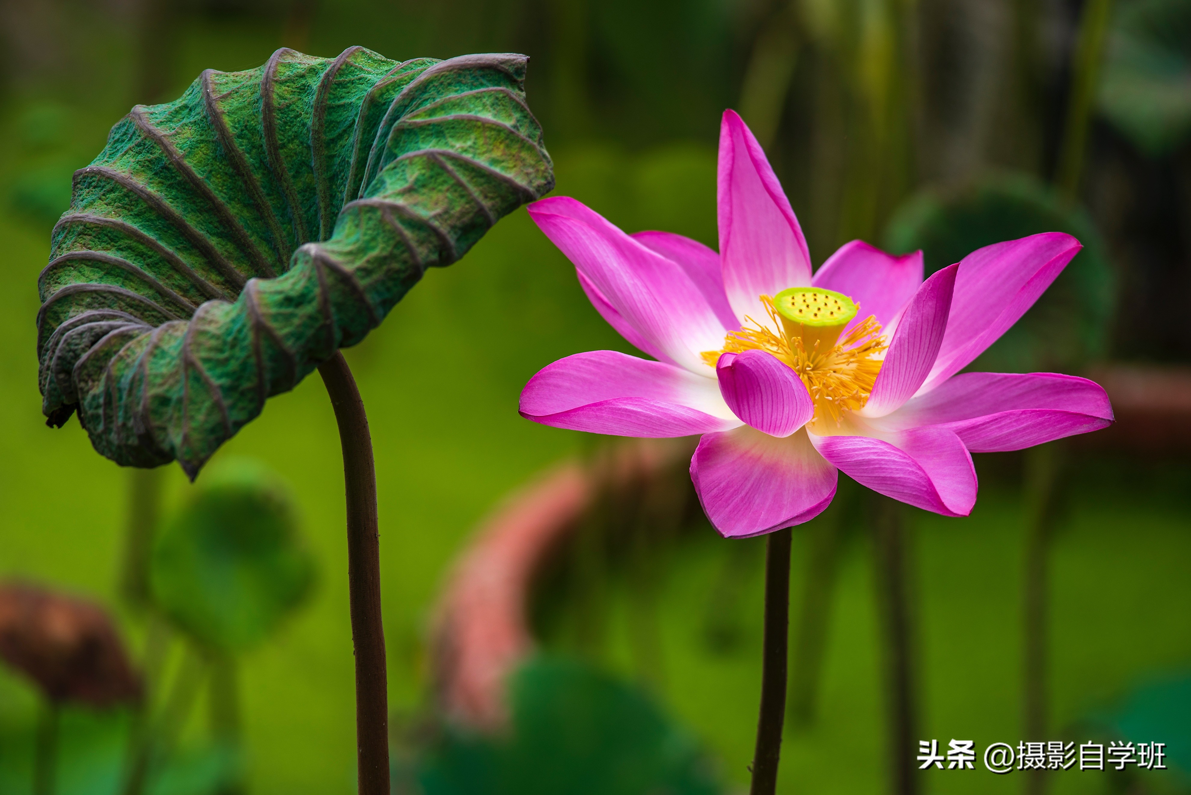 用这3个摄影方法拍荷花,这10个荷花摄影技巧个个实用