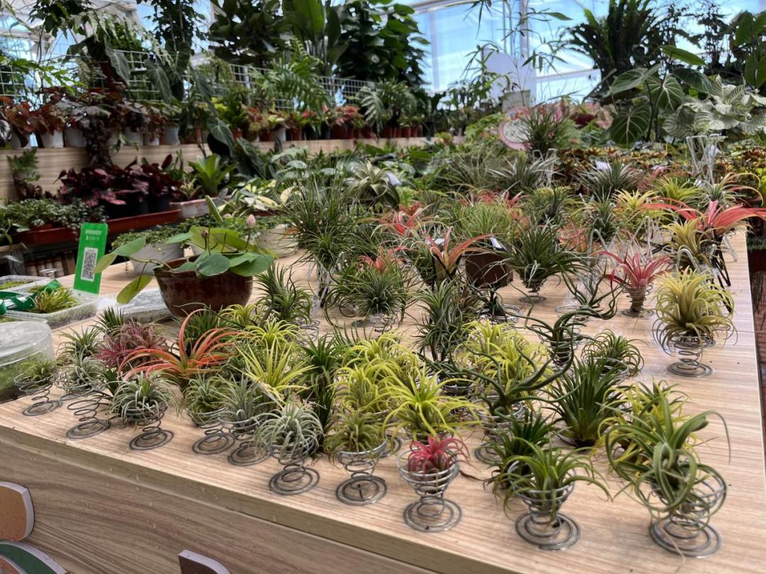 保姆级购物攻略,花市潜规则大揭秘教你怎么买花