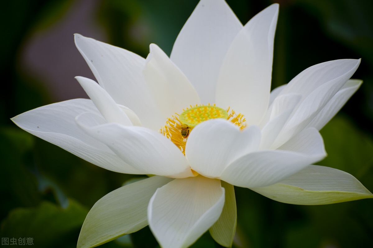 厚德载物积德是福,厚德载物往后会更加积德行善