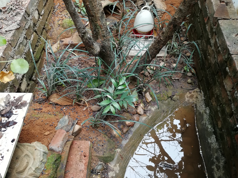 安徽黄缘闭壳龟冬眠适合什么温度,黄缘闭壳龟家庭小环境