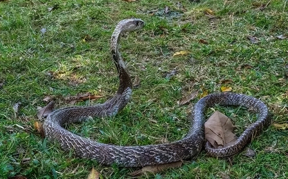 打蛇打七寸那么七寸到底在哪里呢,打蛇要打七寸下一句是什么