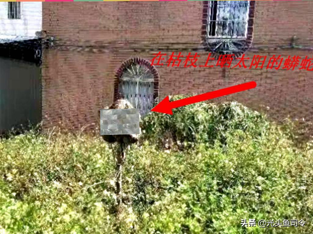 缅甸蟒长大后的天敌除了人有哪些,缅甸蟒喜欢什么样栖息环境