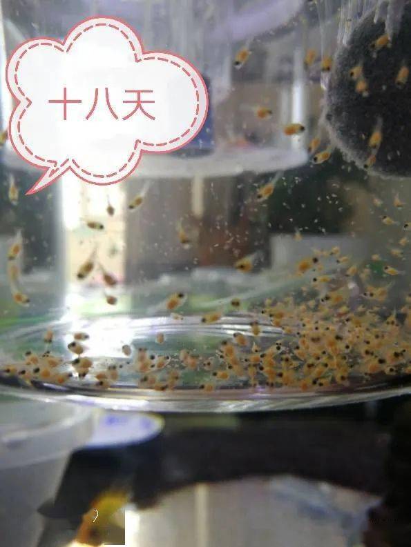 金波子一般熟悉环境多久开始繁殖,繁殖金波子用多大缸