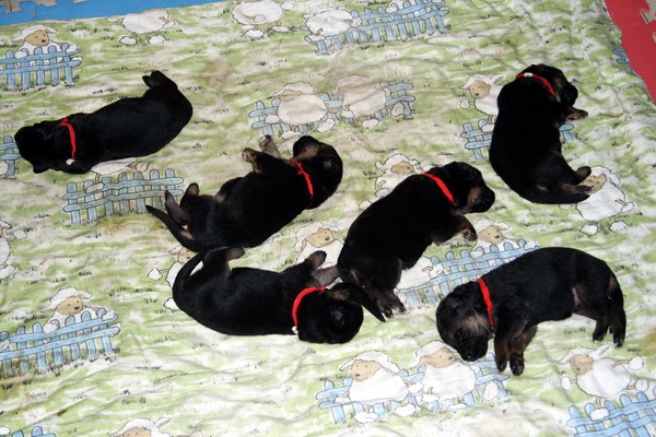 德牧养殖技术书籍大全,德牧饲养攻略