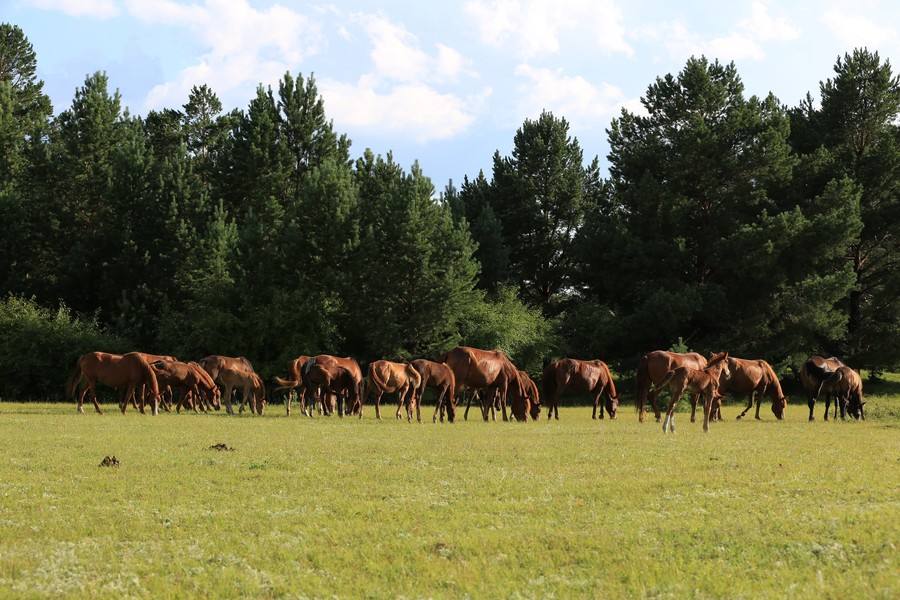 马必须要装马蹄铁吗,马为什么要佩戴马蹄铁