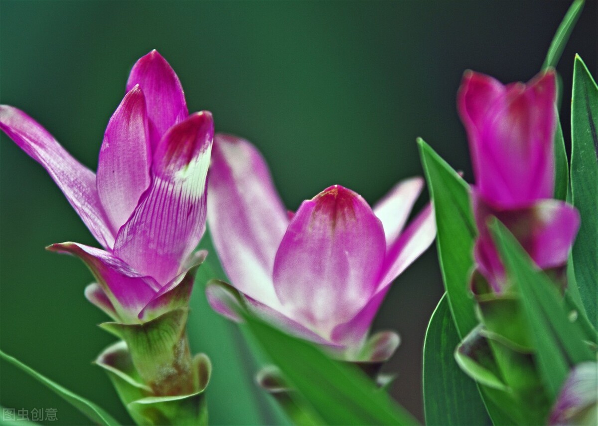 姜花的种植方法,姜花怎么种植盆栽好养