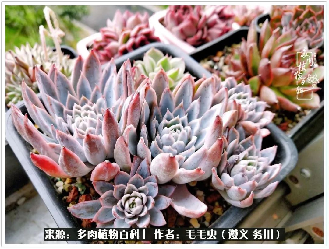 多肉可抵岁月,多肉之花语