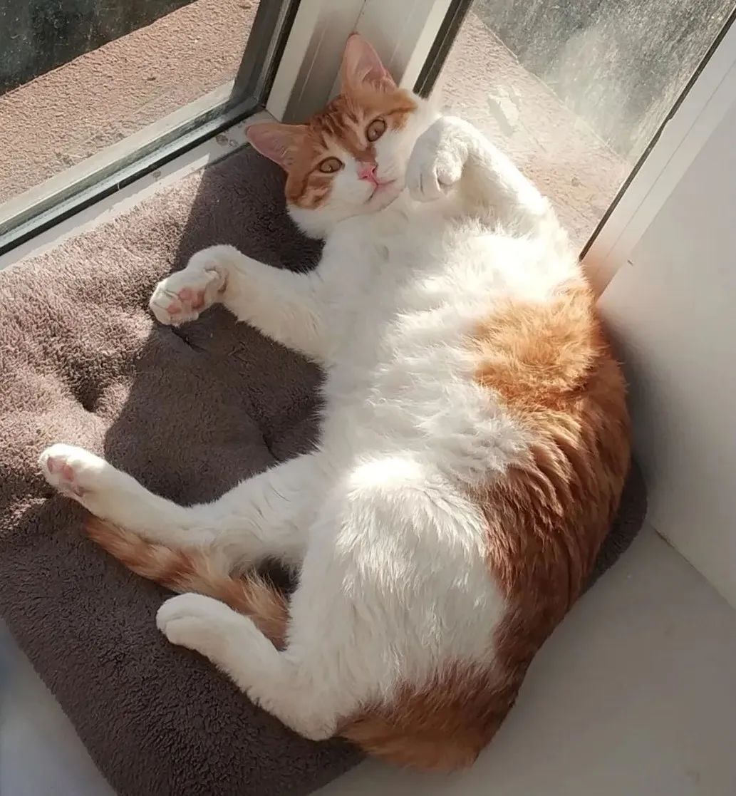 养猫两年你花了多少钱,养猫两年囤了一堆梳子