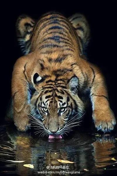 戏说老虎图文杂汇