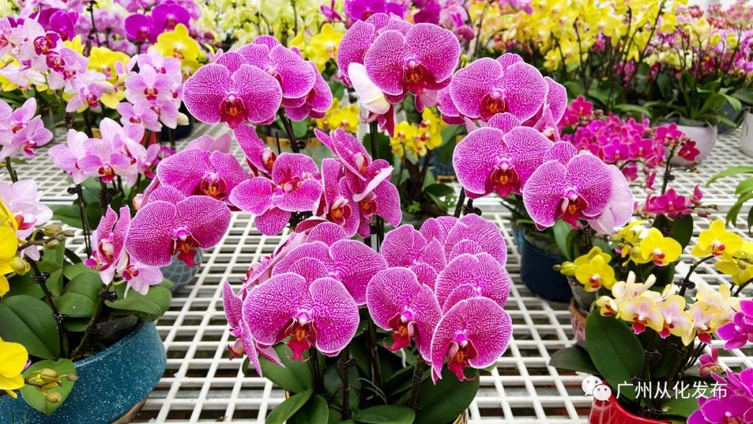 广州从化大旺兰花基地,兰花基地赏花