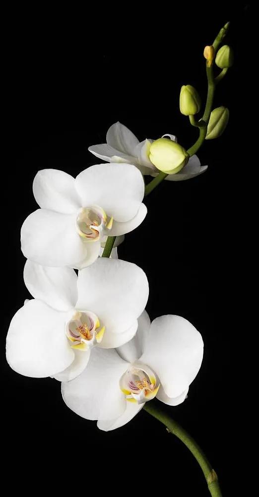 花朵黑白手绘图,黑白图片花朵