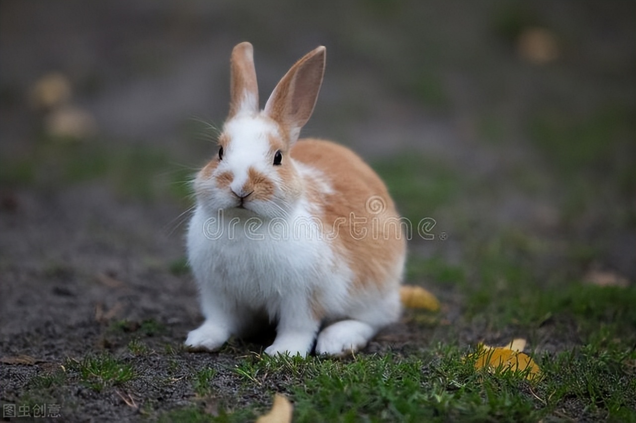 兔子眼角结痂怎么清理,兔子泪痕怎么去掉