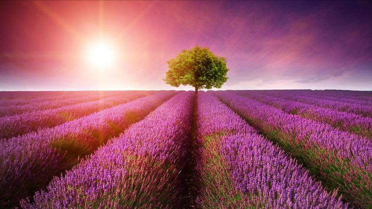 脾气大容易发火的星座,脾气大的星座配对