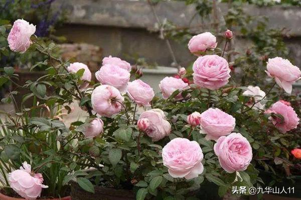 黄色系藤本月季哪个品种好,适合海南种的藤本月季品种