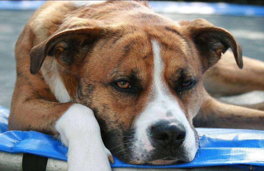 狗吃猫粮要不要紧,狗吃猫粮有问题吗