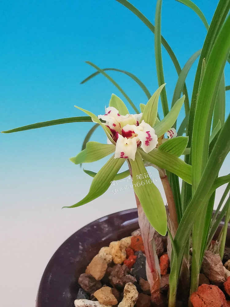 花开欣赏,春兰四喜蝶图片欣赏