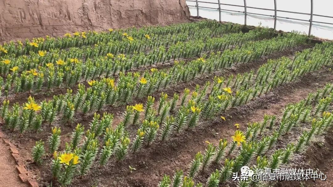 香水百合试种成功！临夏市折桥镇*庄大**村喜添“花样”产业