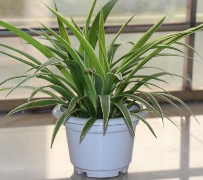 12星座专属什么植物好养,十二星座最适合养什么植物花