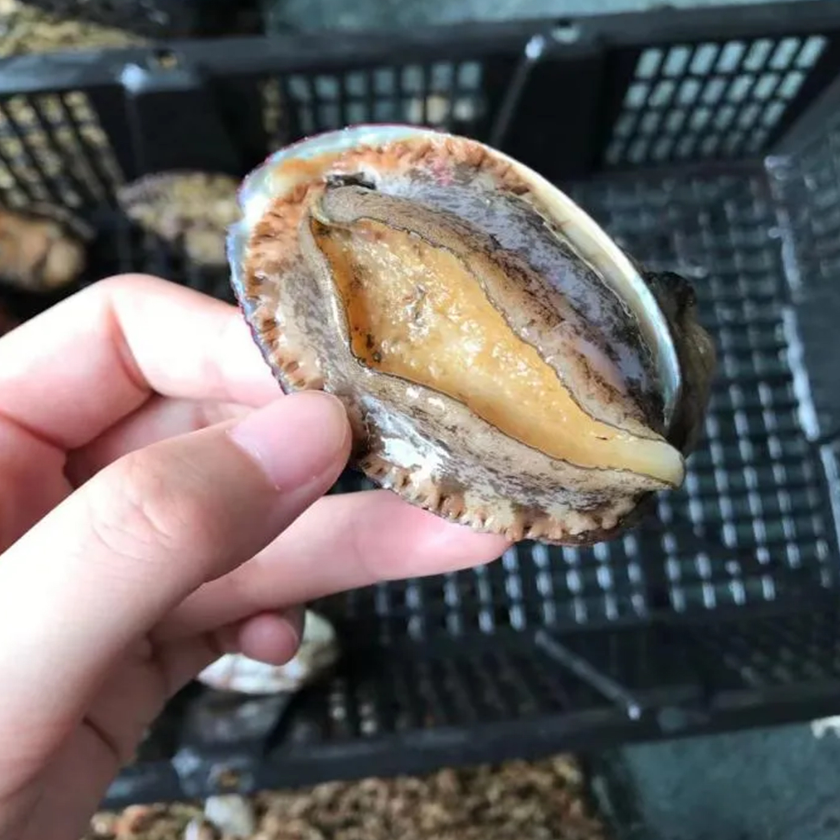 春天肝火过旺适合吃哪种食物,肝火旺血压高按哪个穴位