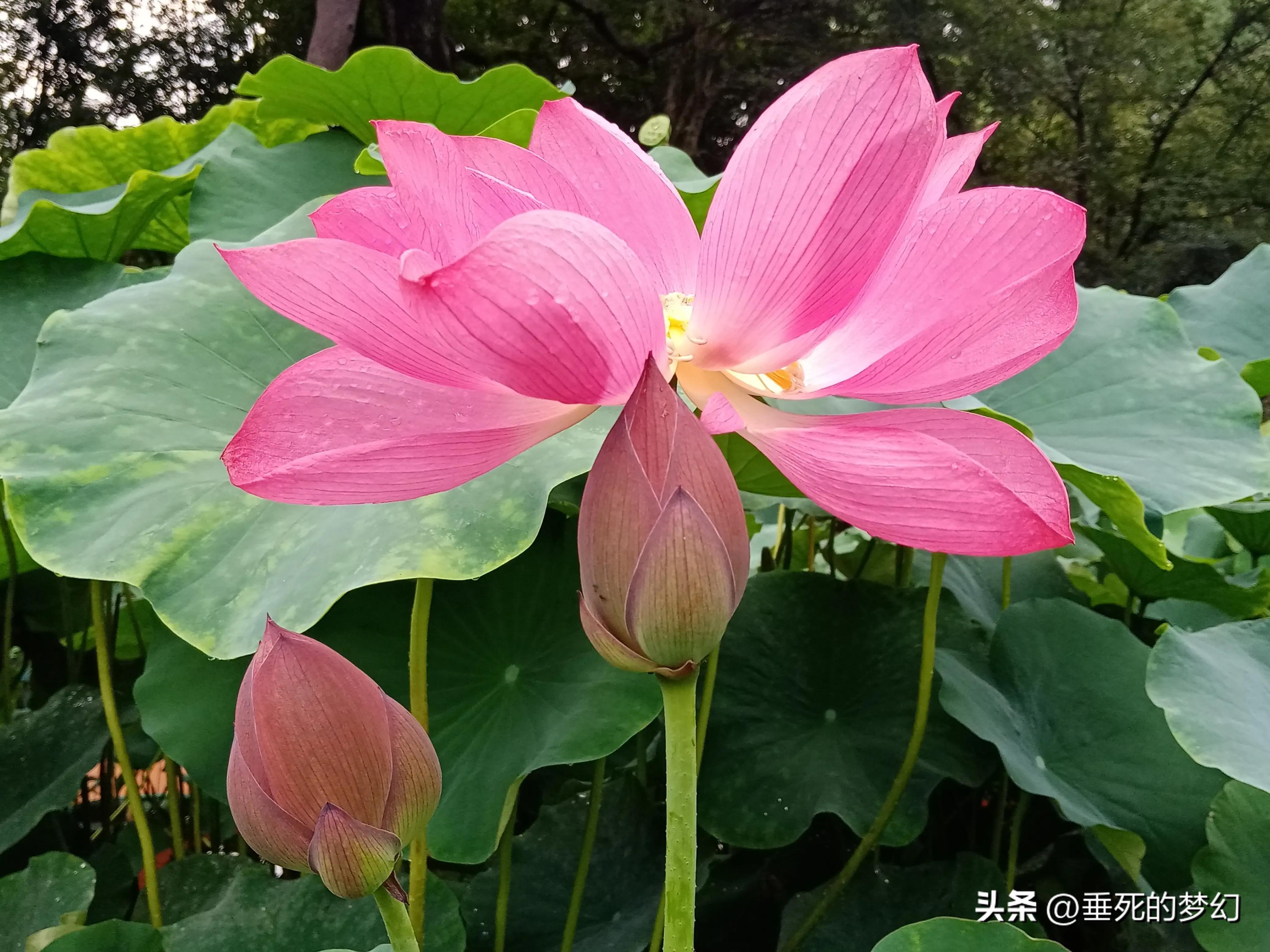 烟雨荷花情,荷花雨中
