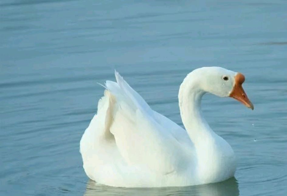 家里有三物家败人丁散都是哪三物,家养三宝